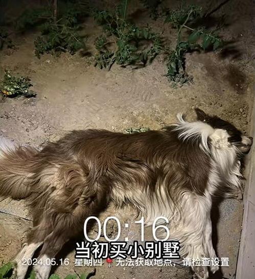 狗狗酋长爆料视频大全最新,揭秘萌宠界的神秘故事 第3张 狗狗酋长爆料视频大全最新,揭秘萌宠界的神秘故事 第3张